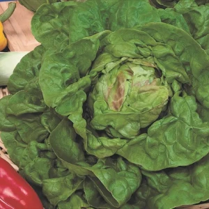 Sałata Głowiasta 'May King' – Nasiona – Kiepenkerl