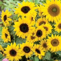 Słonecznik Zwyczajny 'Majestic' Mix – Nasiona – Kiepenkerl