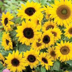 Słonecznik zwyczajny ‘Majestic’ Mix – rozgałęzione, długo kwitnące odmiany na rabaty i do cięcia – Nasiona Kiepenkerl