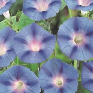 Wilec 'Blue Star' – Nasiona – Kiepenkerl