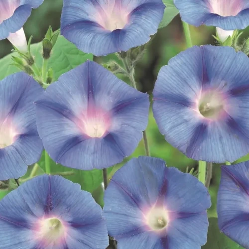 Wilec 'Blue Star' – Nasiona – Kiepenkerl