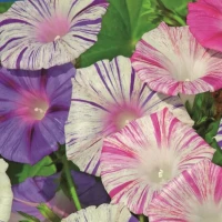 Wilec 'Carneval Di Venezia' – Nasiona – Kiepenkerl