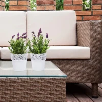 Osłonka Rosa Biała foto