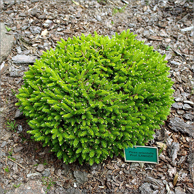 Świerk kaukaski Prof. Langner