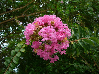 Lagerstroemia