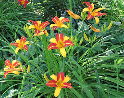 liliowiec ogrodowy