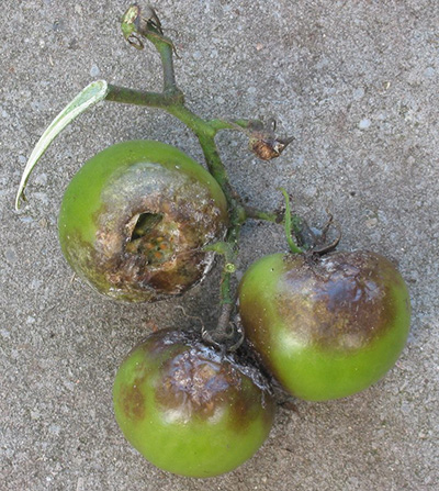 zaraza ziemniaka na pomidorze
