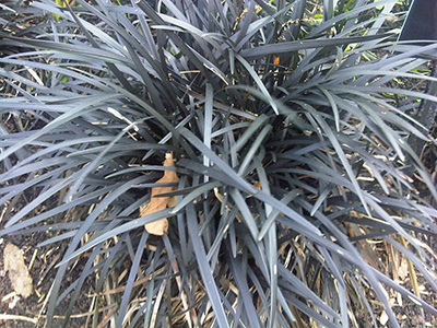 Konwalnik Niger (Nigrescens)