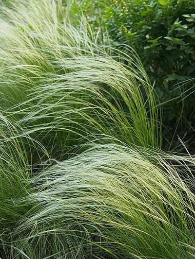 ostnica cieniutka pony tails