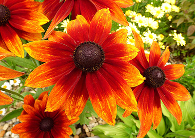 rudbekia