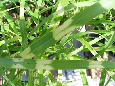 Miskant chiński Strictus Dwarf