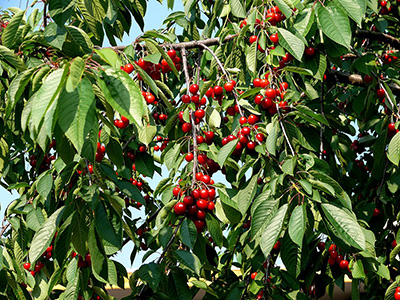 czereśnia kolumnowa