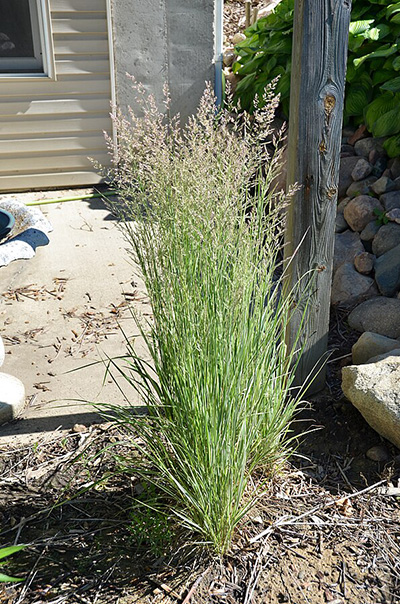 Trzcinnik ostrokwiatowy Overdam