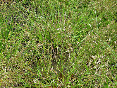 Kosmatka owłosiona Igel