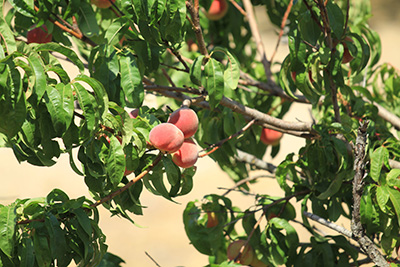 brzoskwinia kolumnowa