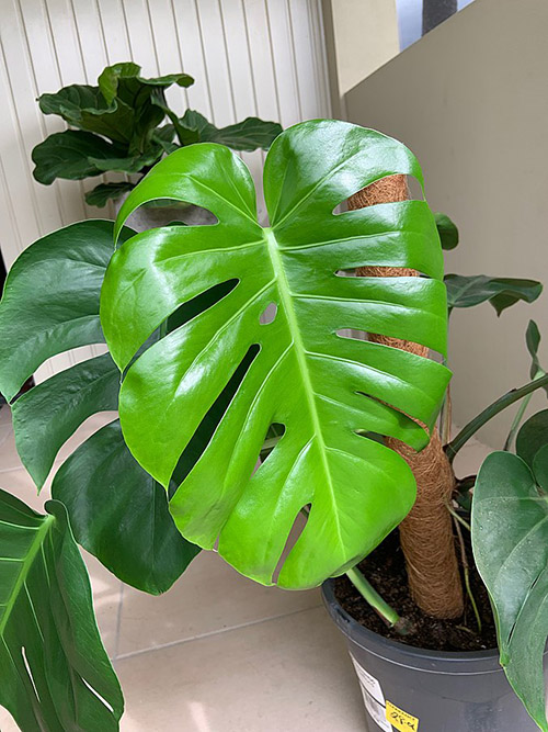 monstera