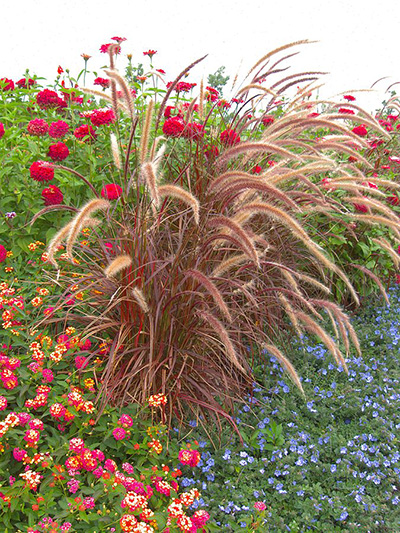 Rozplenica japońska Fireworks