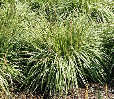 Trzęślica modra Variegata