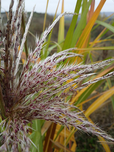 Miskant chiński Boucle