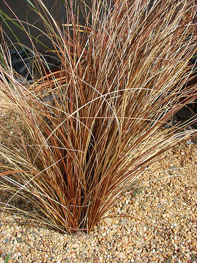 Turzyca włosista Bronco