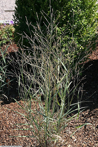 Proso rózgowate Heavy Metal