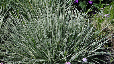 Rajgras wyniosły Variegatum