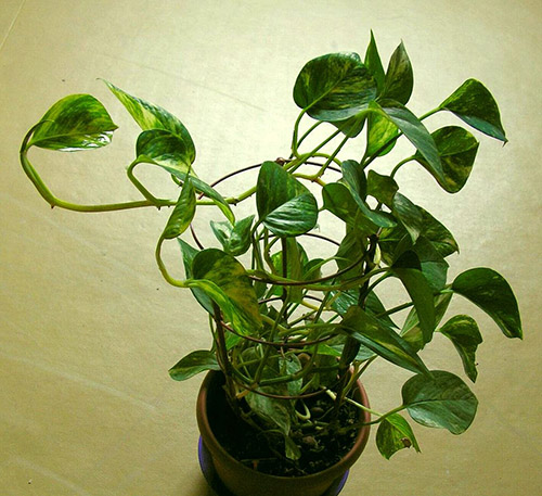 Epipremnum