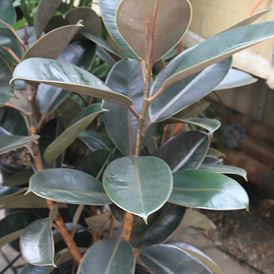 Figowiec sprężysty