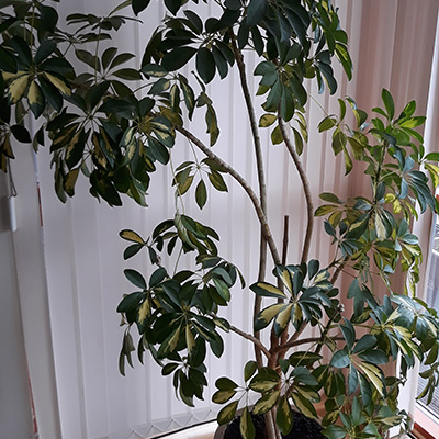 Szeflera drzewkowata