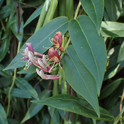 wiciokrzew zaostrzony