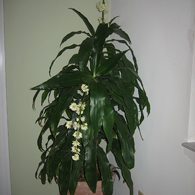 Dracena Janet Craig