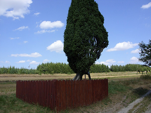 Jałowiec pospolity