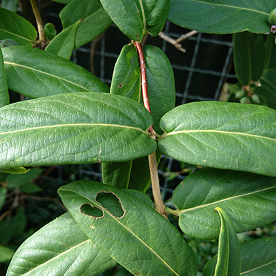 wiciokrzew Henry'ego