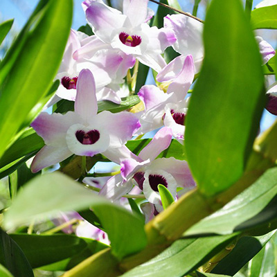 Storczyk Dendrobium