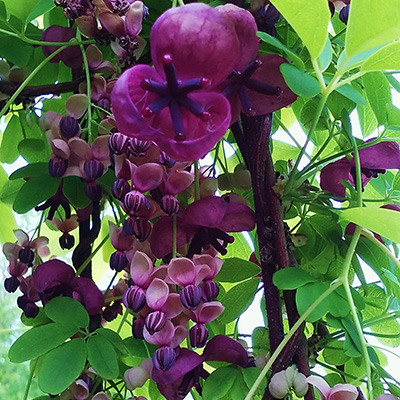 akebia pięciolistkowa