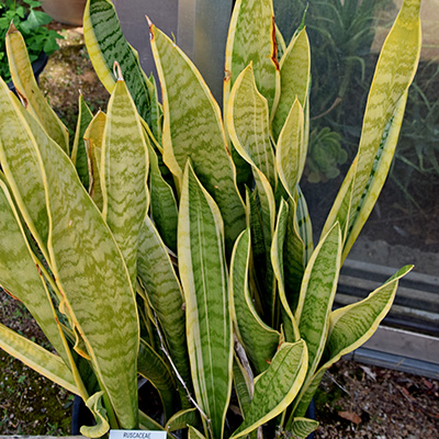 Sansewieria gwinejska