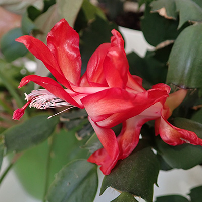 Schlumbergera - grudnik