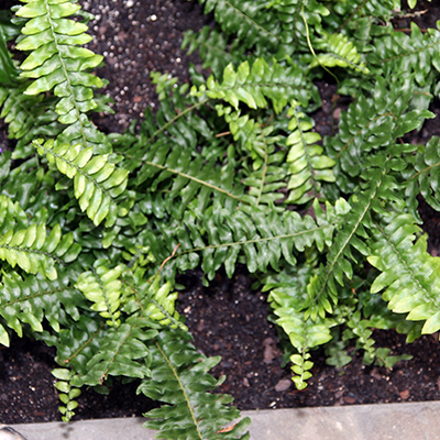 Nefrolepsis Bostoniensis