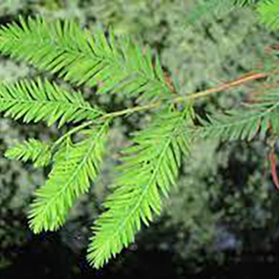 Cypryśnik błotny Pevé Minaret