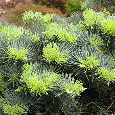 Jodła kalifornijska Compacta