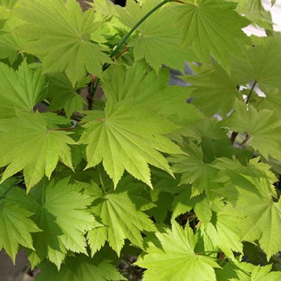 Klon Shirasawy Aureum