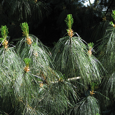 Sosna himalajska Nana