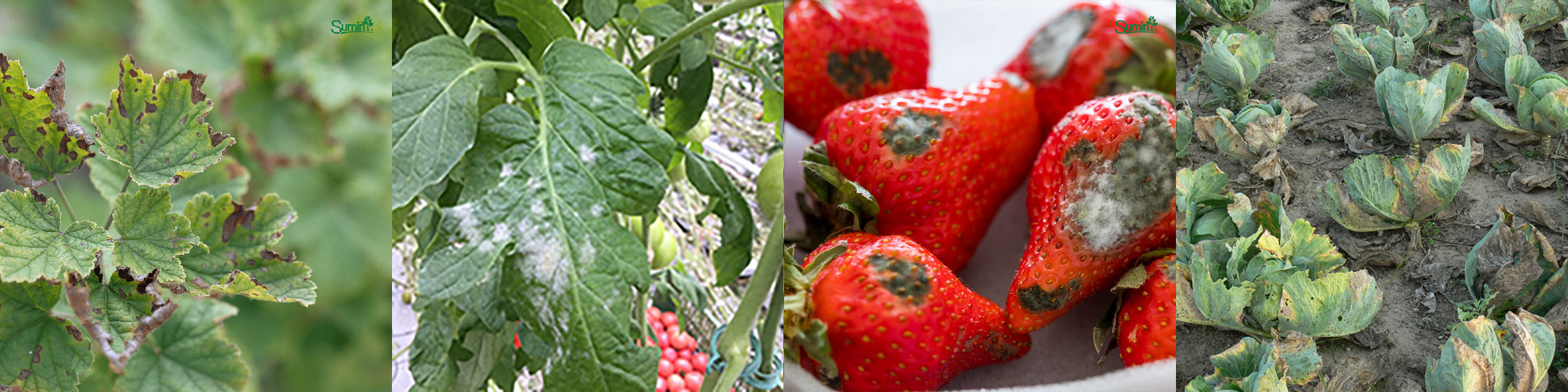 Antraknoza, mączniak prawdziwy, szara pleśń, czerń krzyżowych