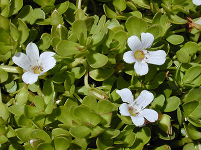 bakopa zwisająca na balkon