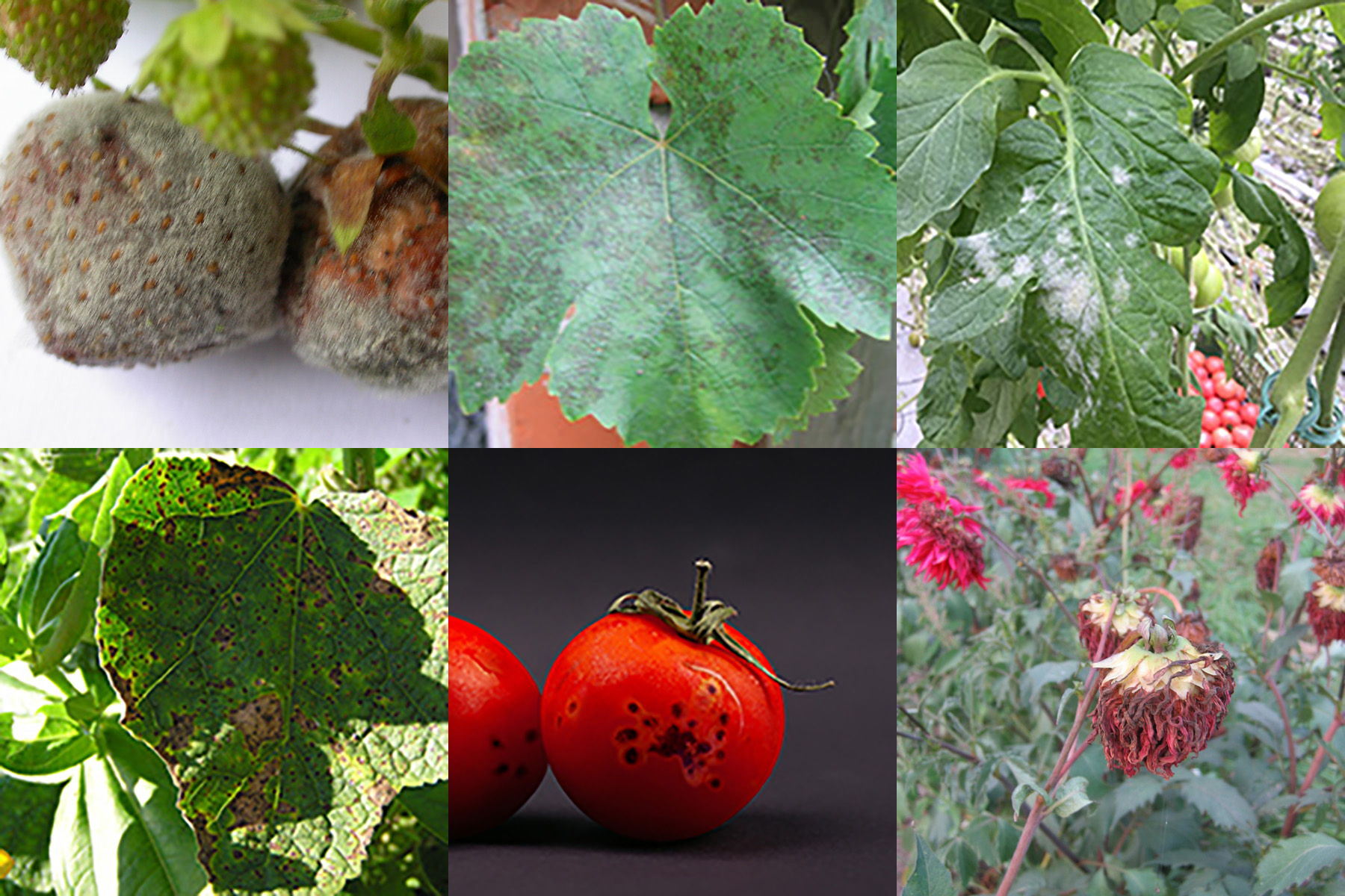 Bakteryjna plamistość, bakteryjna cętkowatość, szara pleść, mączniak prawdziwy, mączniak rzekomy