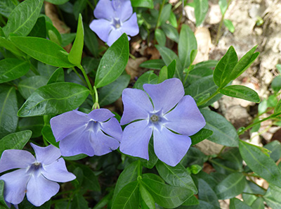 barwinek pospolity zwisający na balkon