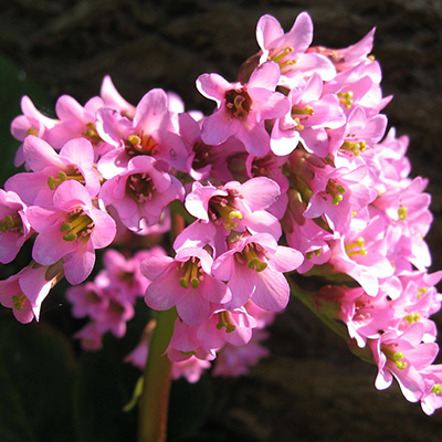 Bergenia