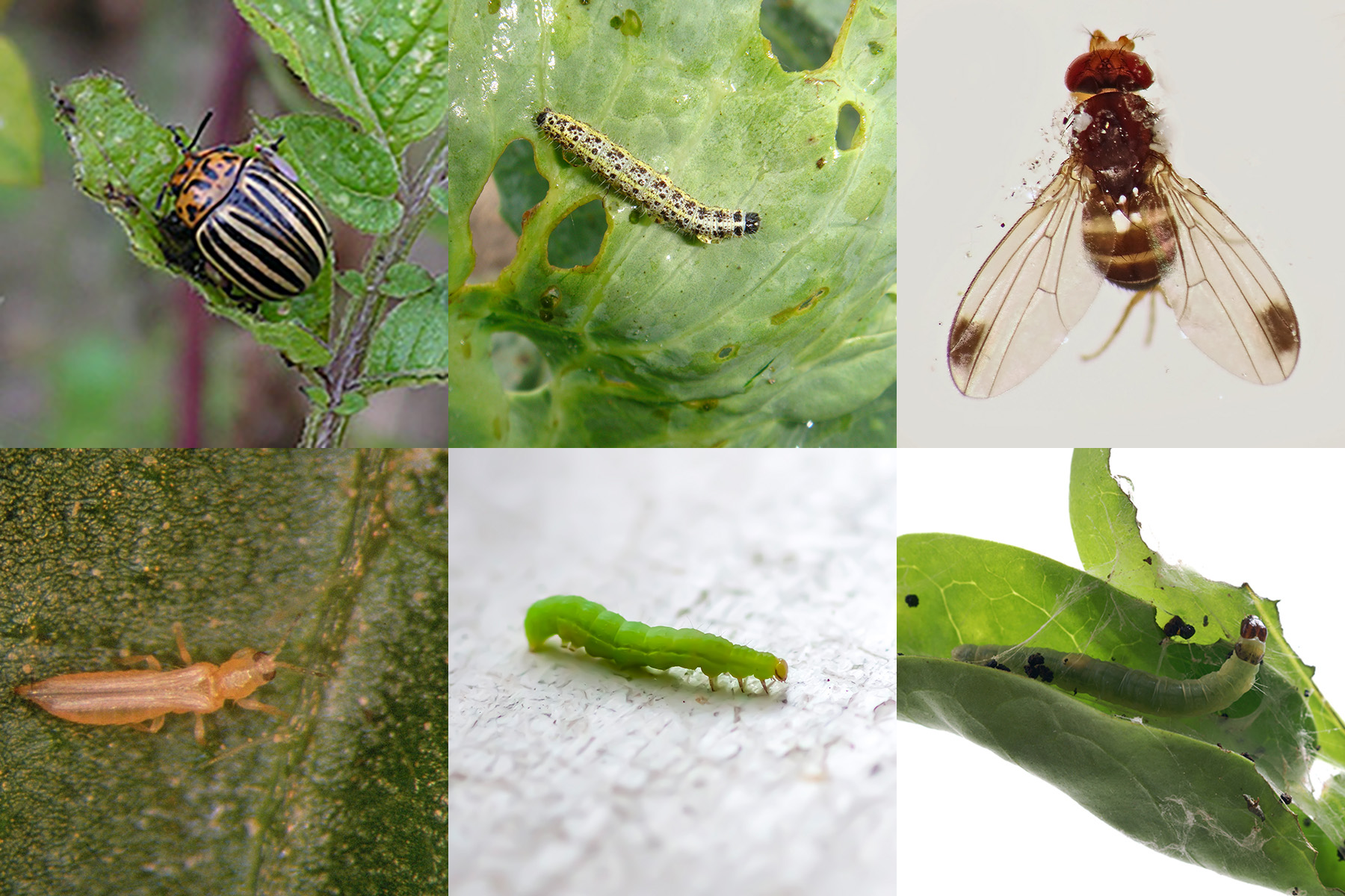 Bielinek kapustnik, muszka plamoskrzydła, piętnowka kapustnica, stonka ziemniaczana, wciorniastek, zwójka