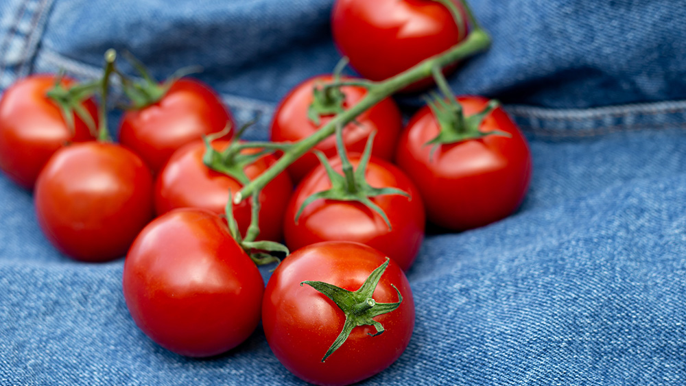 Biohumus do pomidorów