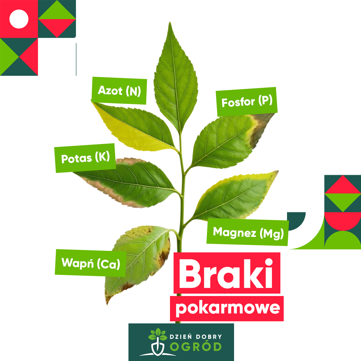 Infografika - braki pokarmowe roślin